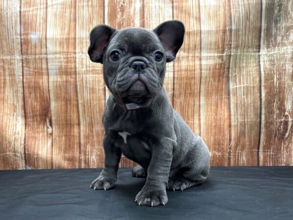 French Bulldog-DOG-Female-Blue-23797-Petland Scottsdale, Arizona