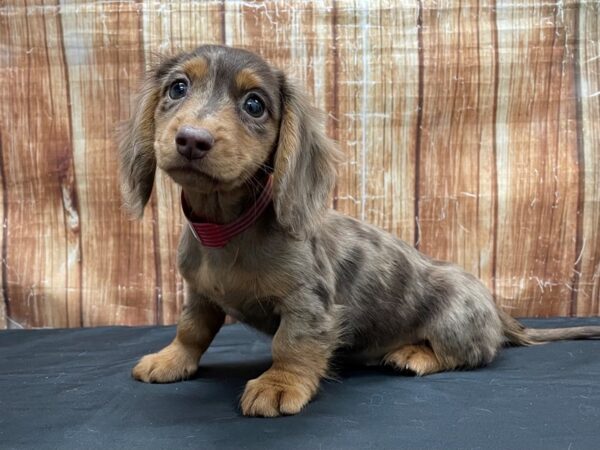 Dachshund-DOG-Female-Chocolate / Tan-23796-Petland Scottsdale, Arizona