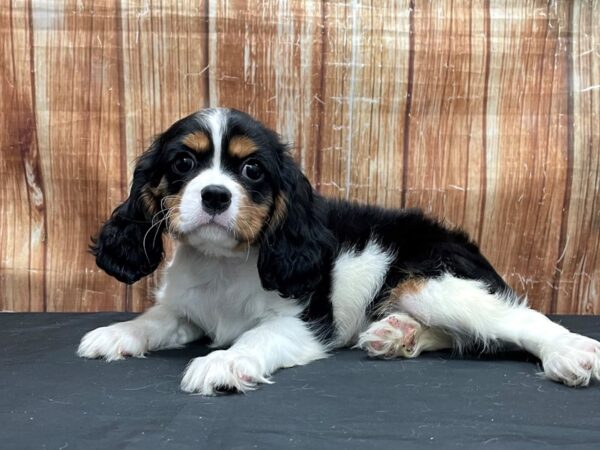 Cavalier King Charles Spaniel-DOG-Female-Black Tan / White-23795-Petland Scottsdale, Arizona
