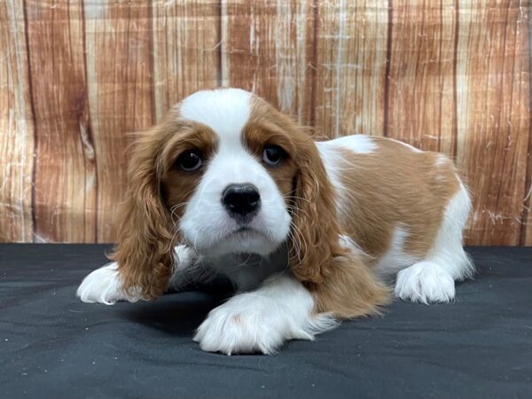 Cavalier King Charles Spaniel-DOG-Male-Blenheim / White-23794-Petland Scottsdale, Arizona