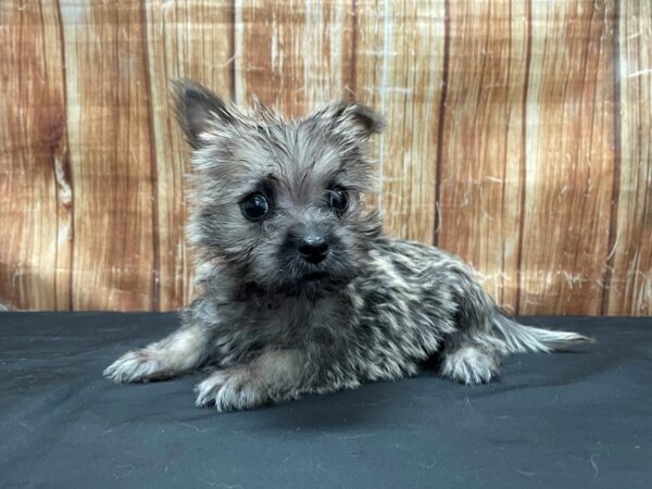 Cairn Terrier-DOG-Male-Wheaten-23793-Petland Scottsdale, Arizona