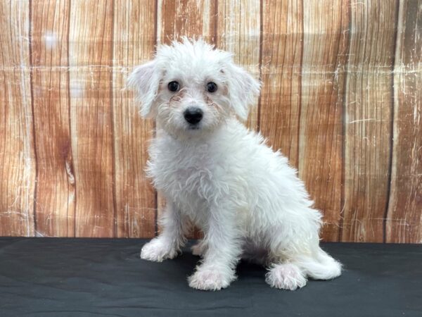 Bichon Frise-DOG-Male-White-23792-Petland Scottsdale, Arizona