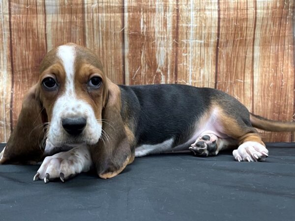 Basset Hound-DOG-Male-Black White / Tan-23791-Petland Scottsdale, Arizona