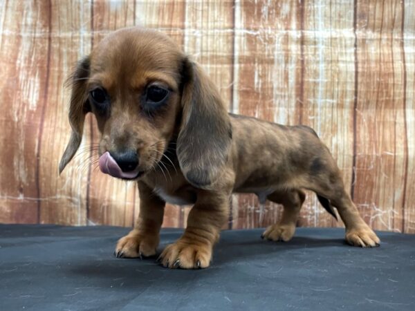 Dachshund-DOG-Male-Red-23790-Petland Scottsdale, Arizona