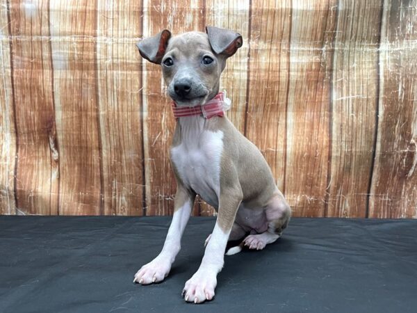 Italian Greyhound-DOG-Female-Blue Fawn-23789-Petland Scottsdale, Arizona