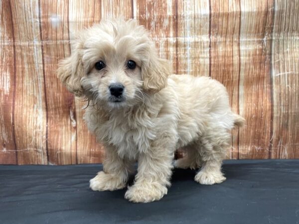 F2 Aussiedoodle-DOG-Female-Buff-23788-Petland Scottsdale, Arizona