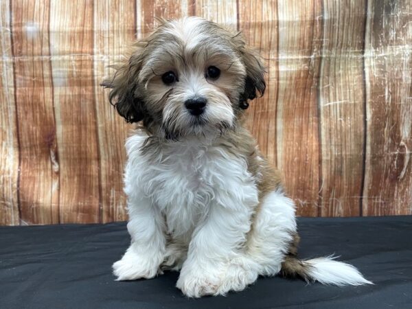 Bichon Frise/Shih Tzu-DOG-Male-Gold and White-23787-Petland Scottsdale, Arizona