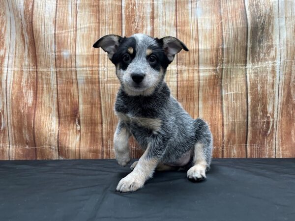 Australian Cattle Dog-DOG-Female-Blue Mottled-23786-Petland Scottsdale, Arizona