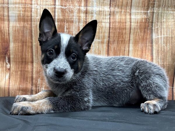 Australian Cattle Dog-DOG-Male-Blue Mottled-23785-Petland Scottsdale, Arizona