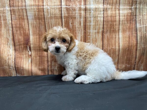 Bichon Frise/Poodle-DOG-Male-Red and White-23784-Petland Scottsdale, Arizona