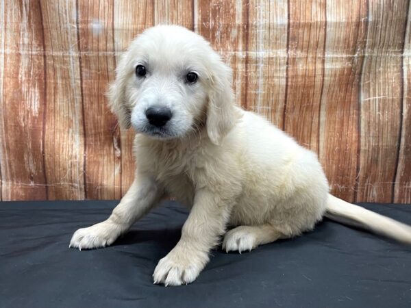 Golden Retriever-DOG-Male-Golden-23808-Petland Scottsdale, Arizona