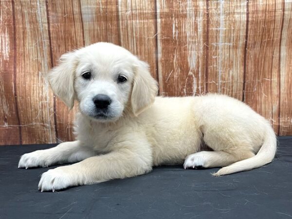 Golden Retriever-DOG-Female-Golden-23807-Petland Scottsdale, Arizona