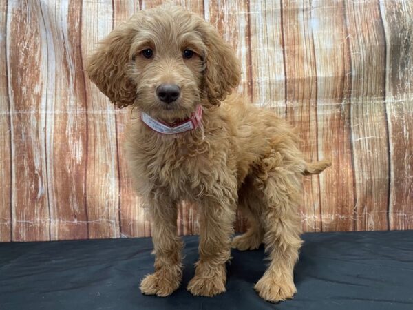 Labradoodle F1-B-DOG-Female--23811-Petland Scottsdale, Arizona