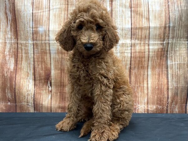 Labradoodle F1-B-DOG-Female--23810-Petland Scottsdale, Arizona