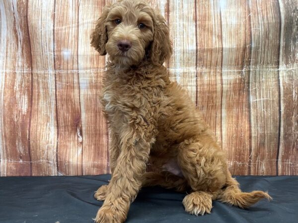 Labradoodle F1-B-DOG-Male--23809-Petland Scottsdale, Arizona