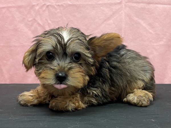 Poodle/Yorkshire Terrier-DOG-Male-Red Sable-23827-Petland Scottsdale, Arizona