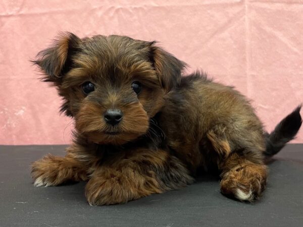 Poodle/Yorkshire Terrier-DOG-Female-Red Sable-23826-Petland Scottsdale, Arizona
