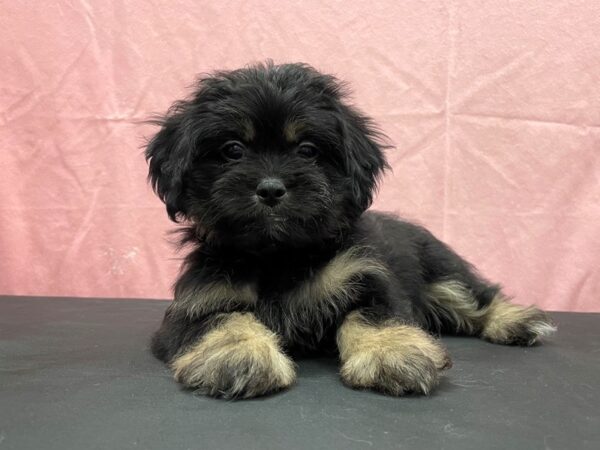 Havanese/Pekingese-DOG-Female-Black / Tan-23825-Petland Scottsdale, Arizona