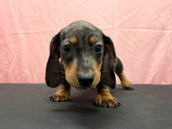 Dachshund-DOG-Male-Black / Tan-23824-Petland Scottsdale, Arizona