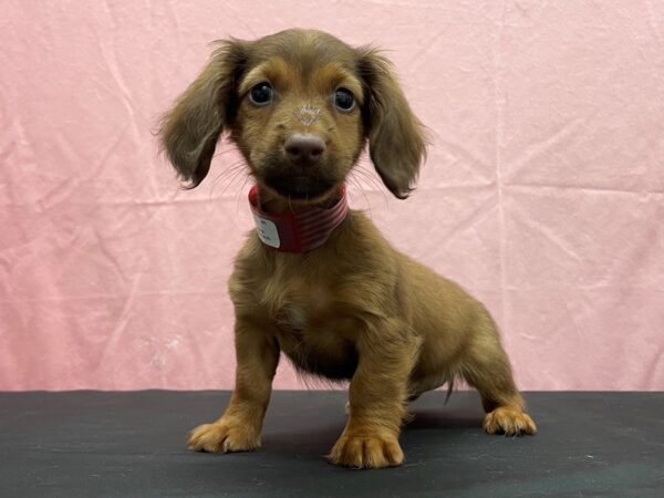 Dachshund-DOG-Female-Red Sable-23823-Petland Scottsdale, Arizona