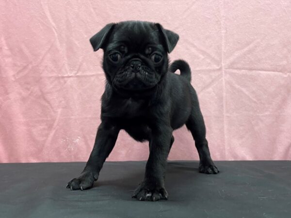 Pug-DOG-Female-Black-23822-Petland Scottsdale, Arizona