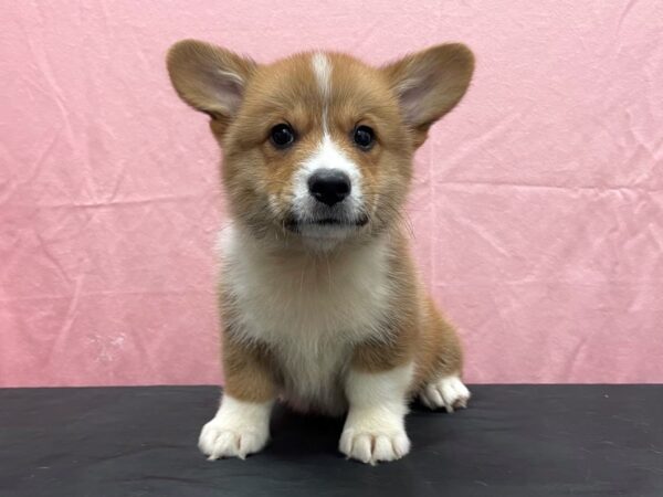 Pembroke Welsh Corgi-DOG-Male-Red / White-23821-Petland Scottsdale, Arizona