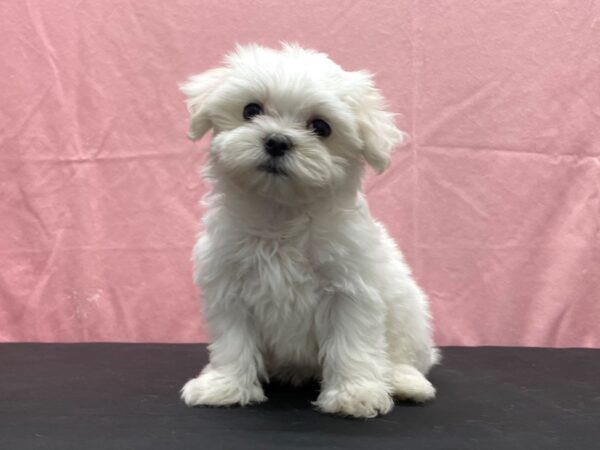 Maltese-DOG-Female-White-23820-Petland Scottsdale, Arizona