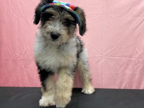 Australian Shepherd/Standard Poodle-DOG-Female-Blue Merle White and Tan-23818-Petland Scottsdale, Arizona