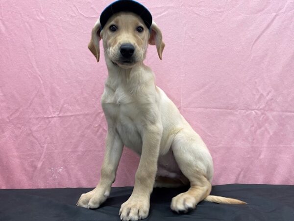 Labrador Retriever-DOG-Male-Yellow-23819-Petland Scottsdale, Arizona