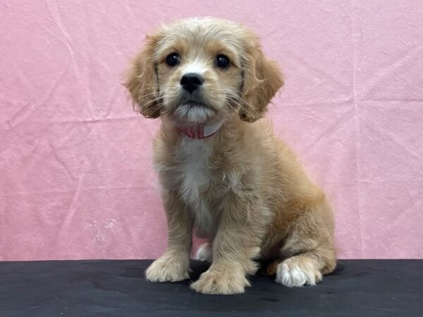 Bichon Frise/Cavalier King Charles Spaniel-DOG-Female-Ruby-23817-Petland Scottsdale, Arizona