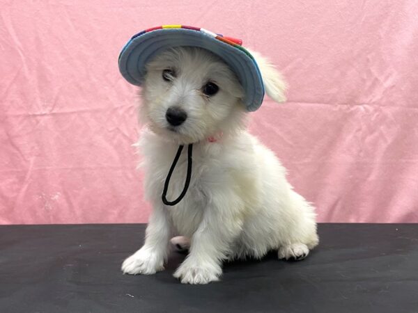 Bichon Frise/Pomeranian-DOG-Female-Cream-23816-Petland Scottsdale, Arizona