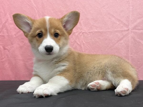Pembroke Welsh Corgi-DOG-Female-Sable-23815-Petland Scottsdale, Arizona