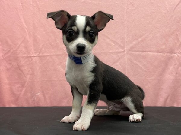 Chihuahua-DOG-Male-Black and Tan-23814-Petland Scottsdale, Arizona