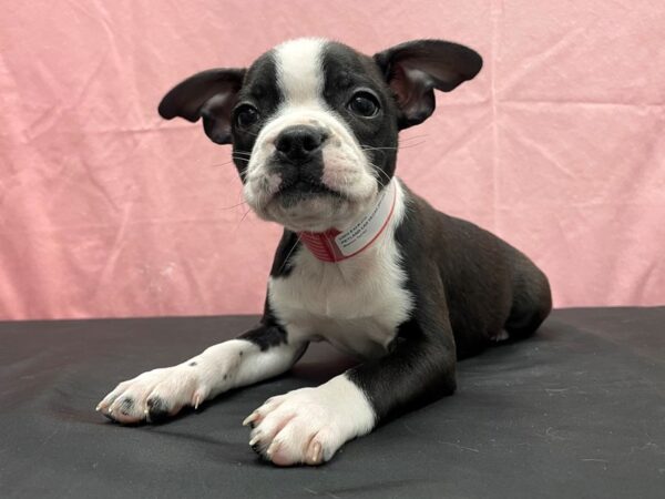 Boston Terrier-DOG-Female-Black and White-23813-Petland Scottsdale, Arizona
