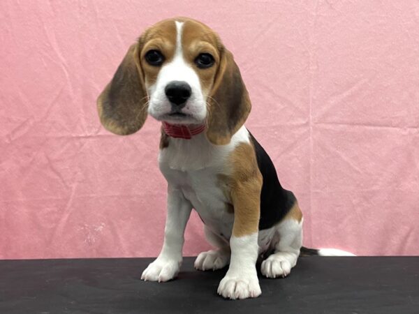 Beagle-DOG-Female-Black White and Tan-23812-Petland Scottsdale, Arizona