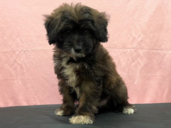 Miniature Australian Shepherd/Poodle-DOG-Male--23830-Petland Scottsdale, Arizona