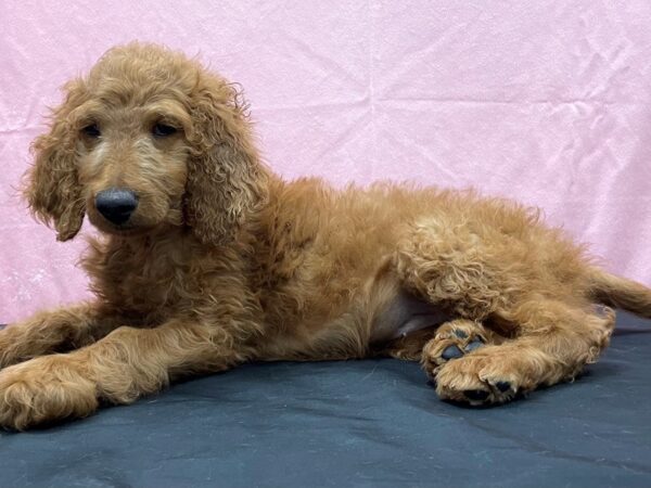 F1B Goldendoodle-DOG-Female-Golden-23832-Petland Scottsdale, Arizona