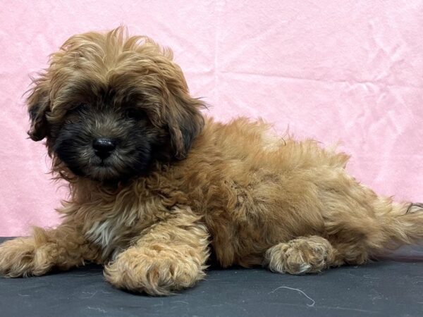 Poodle/Shih Tzu-DOG-Male--23828-Petland Scottsdale, Arizona