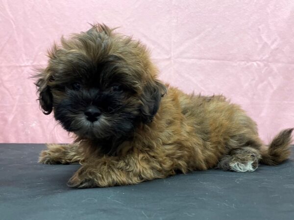 Poodle/Shih Tzu-DOG-Male--23829-Petland Scottsdale, Arizona