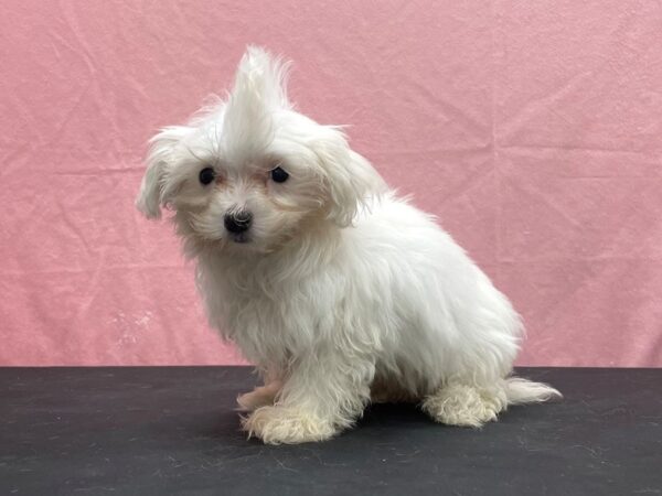 Maltese-DOG-Male-White-23860-Petland Scottsdale, Arizona