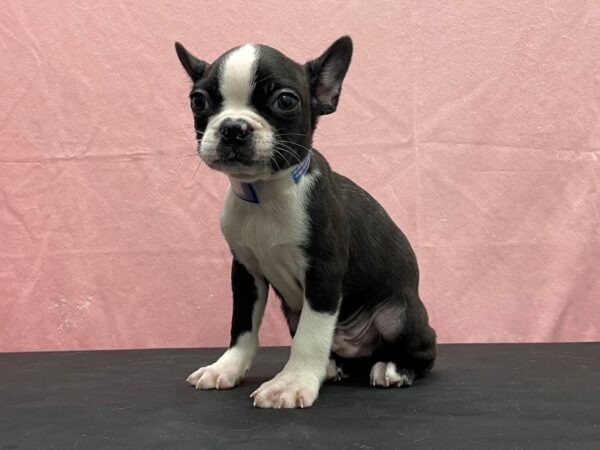 Boston Terrier/French Bulldog-DOG-Male-Brindle / White-23859-Petland Scottsdale, Arizona