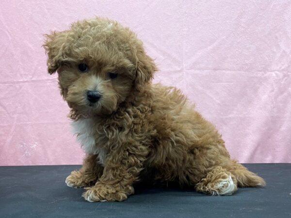 Bichon Frise/Poodle-DOG-Male-Red-23858-Petland Scottsdale, Arizona
