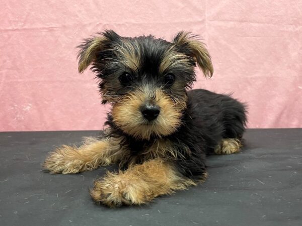 Yorkshire Terrier-DOG-Male-Black / Tan-23857-Petland Scottsdale, Arizona