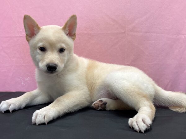 Shiba Inu-DOG-Male-Cream-23856-Petland Scottsdale, Arizona