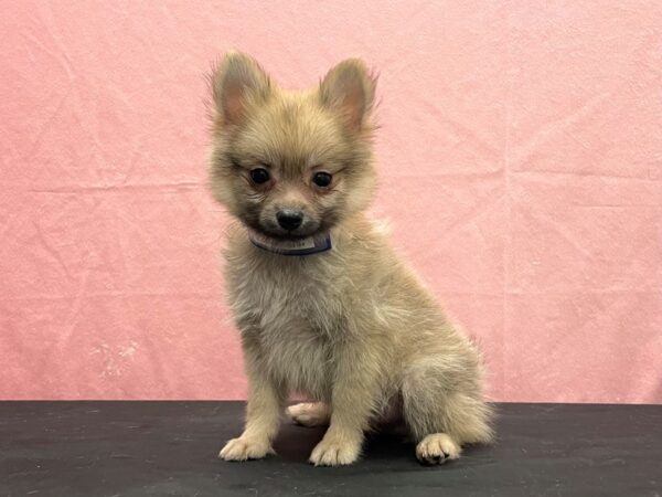 Pomeranian-DOG-Male-Cream Sable-23854-Petland Scottsdale, Arizona