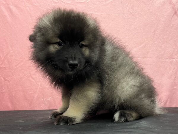Keeshond-DOG-Male-Black / Silver-23853-Petland Scottsdale, Arizona