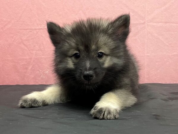 Keeshond-DOG-Female-Black / Silver-23852-Petland Scottsdale, Arizona