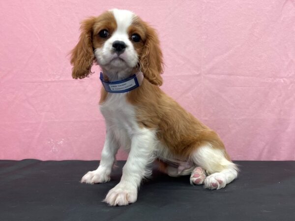 Cavalier King Charles Spaniel-DOG-Male-Blenheim-23850-Petland Scottsdale, Arizona