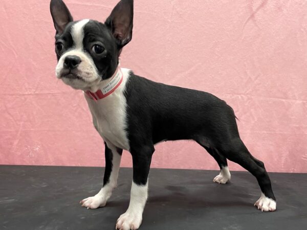 Boston Terrier-DOG-Female-Black-23849-Petland Scottsdale, Arizona