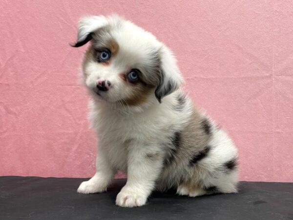 Miniature Australian Shepherd-DOG-Male-Blue Merle White / Tan-23848-Petland Scottsdale, Arizona